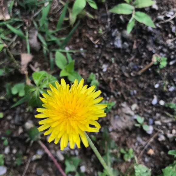 Meet your Posher, Caneron - Picture 1 of 1